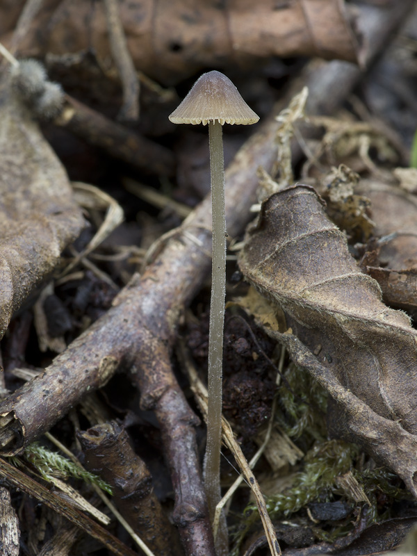 Conocybe moseri